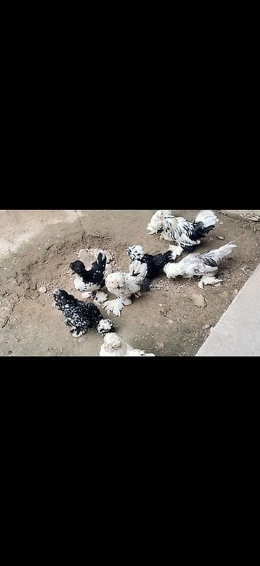 кой сатып алам бишкек: Сатам | Тооктор, Короздор, Балапандар | Көбөйтүү үчүн — 4