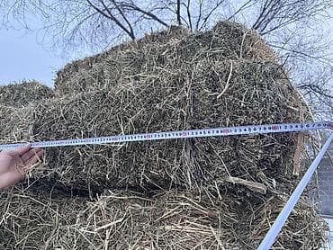 продаю соя: Тюки метр и больше 1вый укос беде — 2