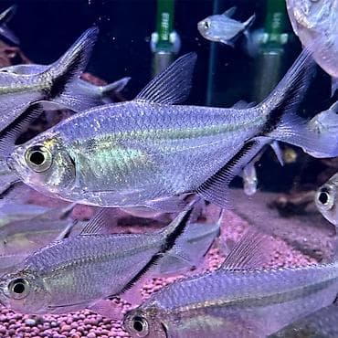 рыба маринка: 🐟 Тетра Костае (Moenkhausia costae) Активная и красивая стайная рыбка — 1