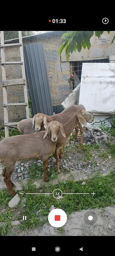 рыбы в аквариум купить: Продаю | Овца (самка) | На забой — 1