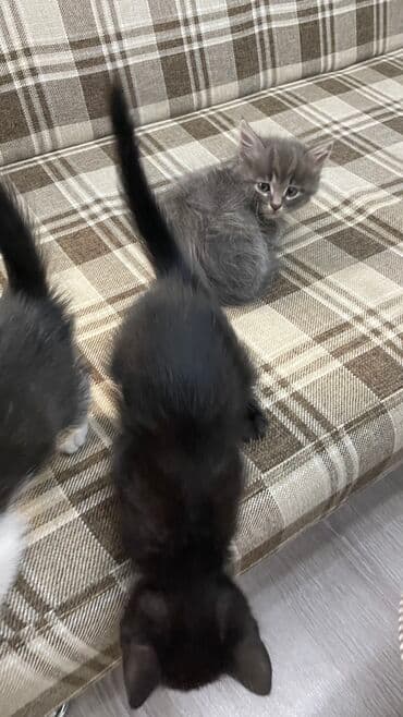 Отдам в хорошие руки два мальчика и девочка, к лотку приучены кушают