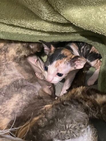 сколько стоит котенок британской золотой шиншиллы: Порода: корниш-рекс В продаже котёнок- девочка, д/р 15/11/25. Раннее — 3