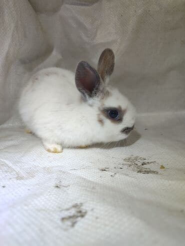 Мыши: Продается декоративный кроликсамка,возраст 6 недель. Покорму: кушает — 2