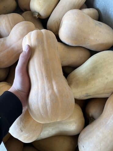 уголь семечка: Тыква Баттернат (мускатная) - Сорт: butternut (грушеобразная форма — 3