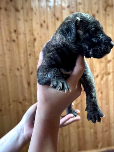 бульдоги: Щенки Канарского Дога (Presa Canario) С документами, прививками 8 — 31