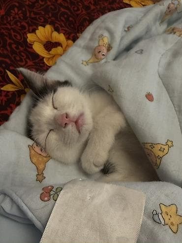 scottish fold: Котёнок, черно-белый окрас (ван с «шапочкой» и тёмным хвостом) - — 4