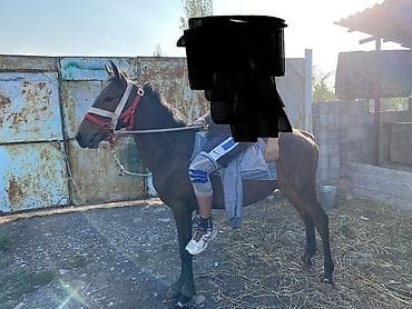 С/х животные и товары: Продаю | Жеребец — 1
