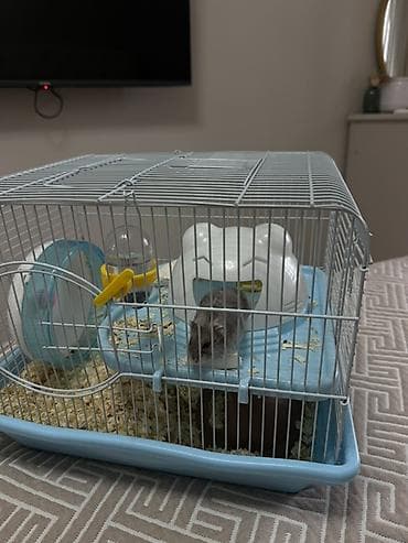 продаю саман: Джунгарский хомяк с полным комплектом для содержания. В комплект — 5