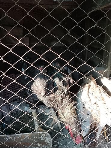 Продаю | Петух | Бойцовая | Для разведения