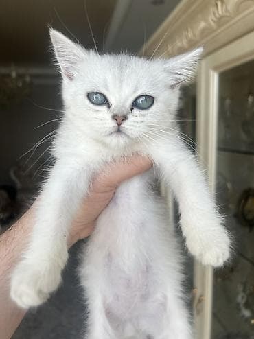 Британский котёнок, скотиш страйт / Scottish Straight, серебристого