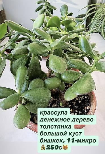 цветок фикус: Жонокой болмо гулдору Фикус акча гулу кактус папоротник жб — 4