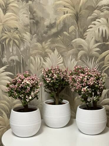 растения для аквариума: Болмо гулдорунун 100дон ашуун туру сатыкта ватсап — 5