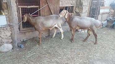 каракуля: Продаю | Овца (самка) | На забой | Матка — 2
