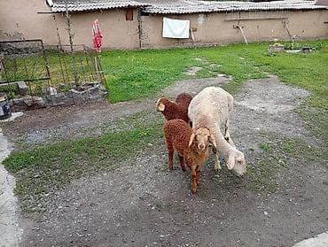 ласка животные: Продаю | Овца (самка) | Для разведения | Матка — 3