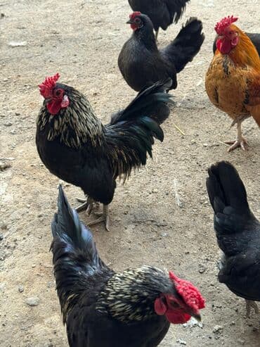 куры бентамки цена: Продаю | Куры, Петух — 4