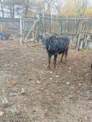 сколько стоит собака доберман: Сатам | Бука (эркек) | Бордоп семиртүү үчүн — 3