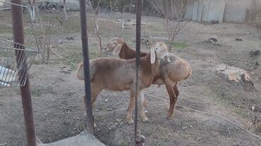 порода бычки: Продаю | Баран (самец) | Арашан | Для разведения | Племенные — 1