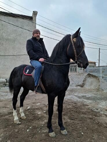 возьму собаку в добрые руки: Продаю | Жеребец | Арабская | Рабочий — 6