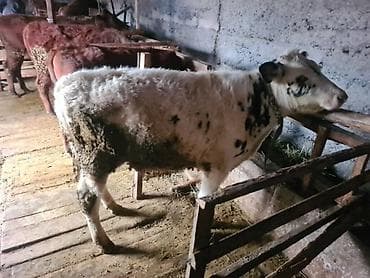 откорм: Продаю | Тёлка | На откорм | Привязанные — 1