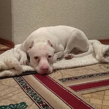 куплю собаку питбуль: Питбуль на Вязку !!! 5000т или 2-х Щенков на мой выбор. Неухоженых — 5