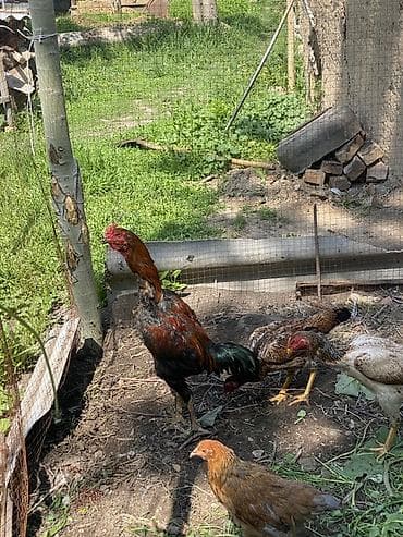 кыргыз иттер: Сатам | Короздор | Тебиштирүүчү | Көбөйтүү үчүн — 2