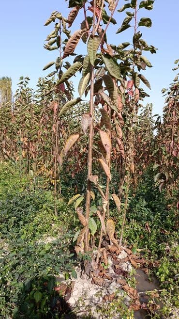 уголь каракече бешсары шабыркуль каражыра доставка бишкек купить фото: Саженцы грецкого ореха - Порослевые/однолетние саженцы, выращены в — 1