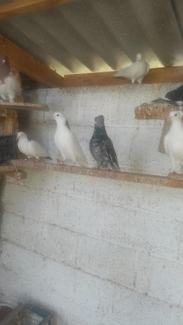 куплю бакинских голубей: Голуби декоративные/лётные, разноокрашенные. Описание: - Породы и — 7