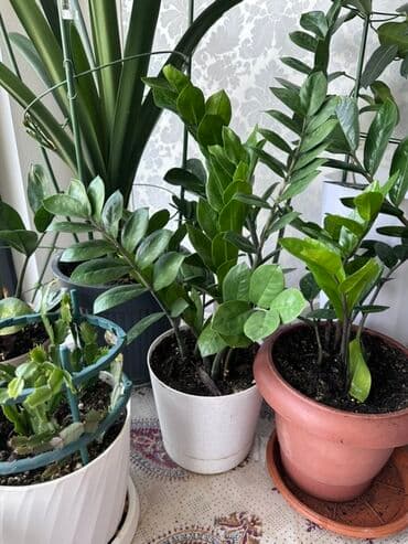 неделю: Замиокулькас, также известный как долларовое дерево, представлен в — 1