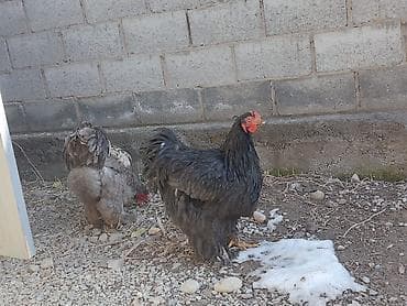 Аквариумы: Продаю | Петух — 5