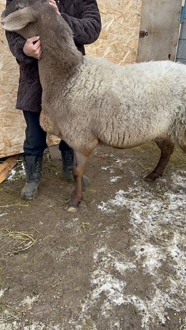 продаю кон: Продаю | Овца (самка) | Для разведения | Племенные — 2