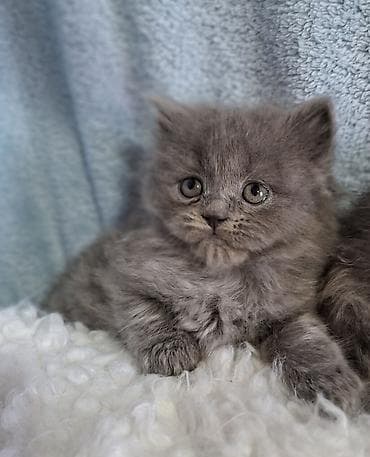 scottish fold: Скотиш Страйт (Шотландская прямоухая), 2 месяца, Мальчик, Голубой, Приучена к лотку, Проглистована — 5