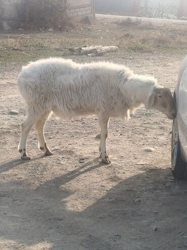 дом для кролика: Продаю | Овца (самка) | Для разведения | Матка — 4