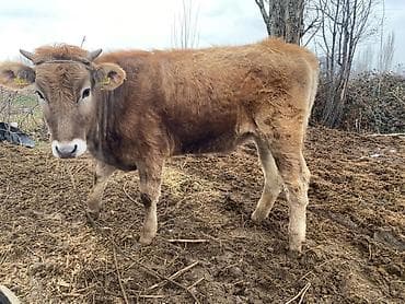 тяжеловес лошадь: Продаю | Музоо, торпок | На откорм | Привязанные — 6