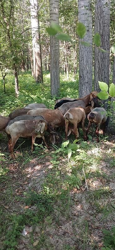 голуби животные: Продаю | Овца (самка) | На забой | Матка — 1