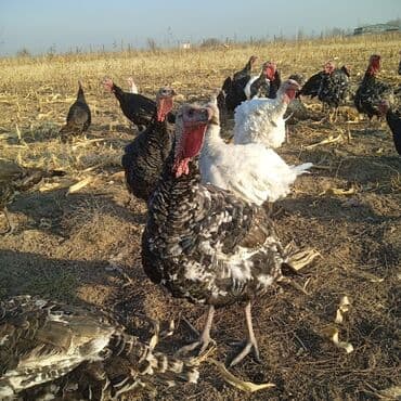 где купить фазанов для разведения: Продаются индюки на мясо. Выращенные на свободе в поле. Корм составлял — 9