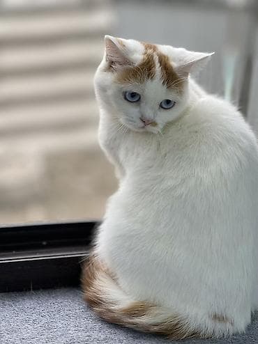 домашний животные: Кошка скоттиш страйт взрослая короткошёрстная с голубыми глазами — 2