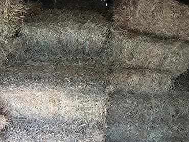 срочно в связи с переездом: Продаю клевер в тюках 1й и 2й укос а так же саманный тюк и пшеницу 3й — 6