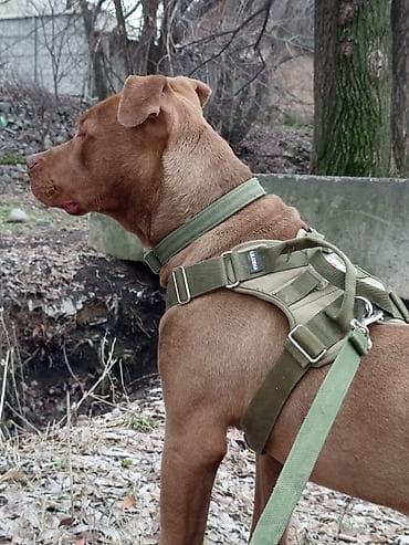 куплю хомяка с клеткой: Продаю в добрые руки — 1