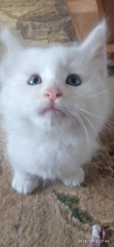 Животные: Мейн-Куны🥰. Продаётся Эксклюзивный Мейн-Кун ❤️ котик 😊 Будет скорее — 1