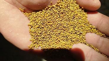 подушка для кормления бишкек: Семена кормовых растений: Люцерна — 2