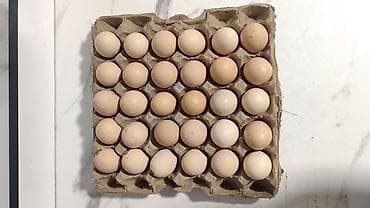 Домашние куриные яйца Короз жерси, макилар жерси аралаш тукумдары