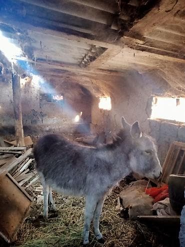 Осёл серый, небольшого роста, с густой шерстью. Спокойный характер at lalafo.kg Осёл серый, небольшого роста, с густой шерстью. Спокойный характер