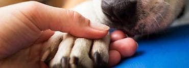 үй жаныбарлары: 🐾 Эвтаназия собак и кошек Если животное тяжело больно, испытывает — 3