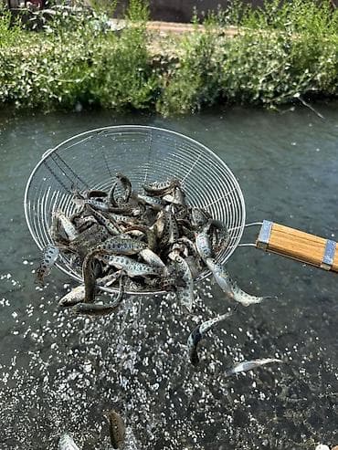 сколько стоит копчёная скумбрия: Форель радужная живая рыба - Вид: форель радужная. - Форматы — 5