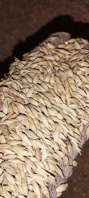 эспарцет урук бишкек цена: Основные характеристики сорта: Тип: Преимущественно яровой ячмень — 2