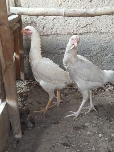 отдам породистую собаку в хорошие руки: Дакан ак мекиштер сатылат алмашу жолдору бар адрес Заря Тынчтык конушу — 5