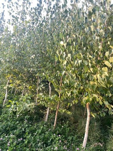 уголь каракече бешсары шабыркуль каражыра доставка бишкек купить фото: Саженцы деревьев: Берёзы, Самовывоз — 2