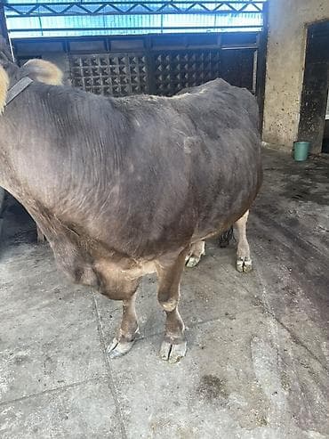 улар сатылат: Сатам | Уй (ургаачы) | Швиц | Сүт алуу үчүн | Байланган — 3