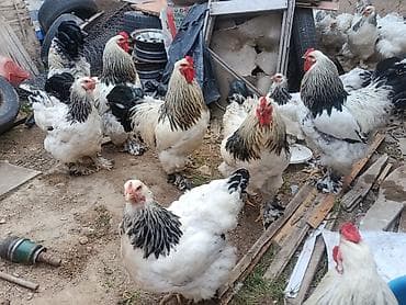 комбикорм для кур: Продаю | Куры | Брама | Для разведения — 2