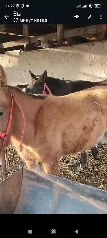 Услуги ветеринара: Продаю | Жеребенок — 1